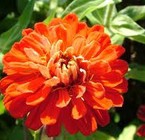 Zinnia