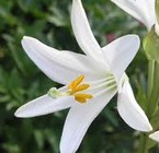 Un caso clínico de Mariposa Lily (Azucena)