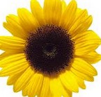 Girasol: vinculo de humildad, amor y compasión (1ra parte)