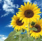 Girasol: vinculo de humildad, amor y compasión (2da parte)