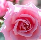 Las rosas