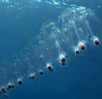 Las increíbles formaciones de salpas, un ejército contra el calentamiento global