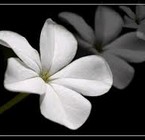 Sombra, polaridad y esencias florales – 2da parte