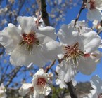 Almond
