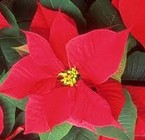 Flor de Nochebuena – Cuetlaxóchitl
