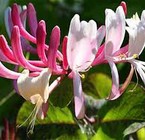 Honeysuckle