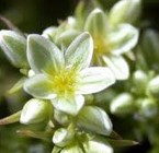Scleranthus