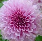 Chrysanthemum