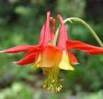 Columbine