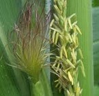 Corn