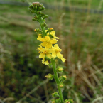Agrimony / Agrimonia