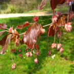 Beech/ Haya
