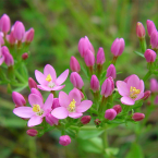 Centaury / Centaura