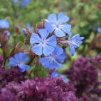 Cerato /Ceratostigma