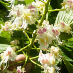 Chestnut Bud / Brote de Castaño