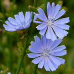 Chicory / Achicoria