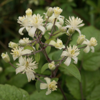 Clematis / Clemátide