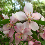 Crab Apple / Manzano silvestre