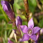 Gentian / Genciana
