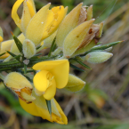 Gorse / Aulaga