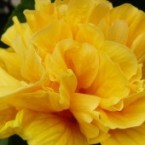 Acerca de la ETICA en la Terapia Floral