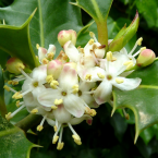 Holly / Acebo