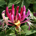 Honeysuckle / Madreselva