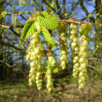 Hornbeam /Hojarazo