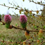 Larch / Alerce