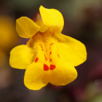 Mimulus / Mimulo