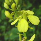 Mustard / Mostaza silvestre