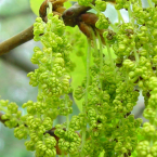 Oak / Roble