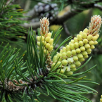 Pine / Pino silvestre