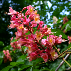 Red Chestnut / Aesculus carnea