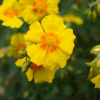 Rock Rose / Heliantemo