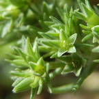 Scleranthus / Scleranthus
