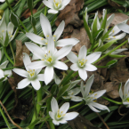Star of Bethlehem / Estrella de Belén