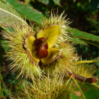 Sweet Chestnut / Castaño dulce