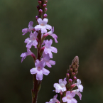 Vervain / Verbena