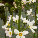 Water violet / Violeta de agua