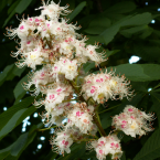 White Chestnut / Castaño blanco