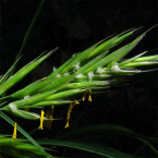 Wild Oat / Avena silvestre