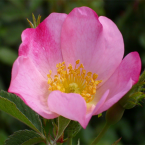 Wild Rose / Rosa silvestre