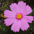 Cosmos