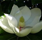 Magnolia