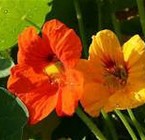 Nasturtium