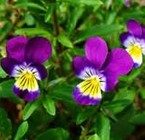 Pansy