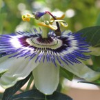 Passionflower