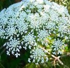 Queen Ane’s Lace
