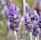 Lavander
